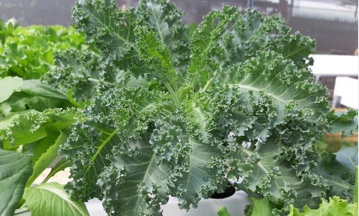 Cách trồng cải kale thủy canh tại nhà đơn giản và hiệu quả  Nhà vườn  ORGANIC