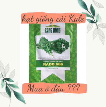 hat-giong-cai-kale