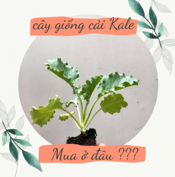 giong-cai-kale