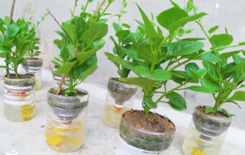 cách trồng rau mồng tơi trong chai nhựa