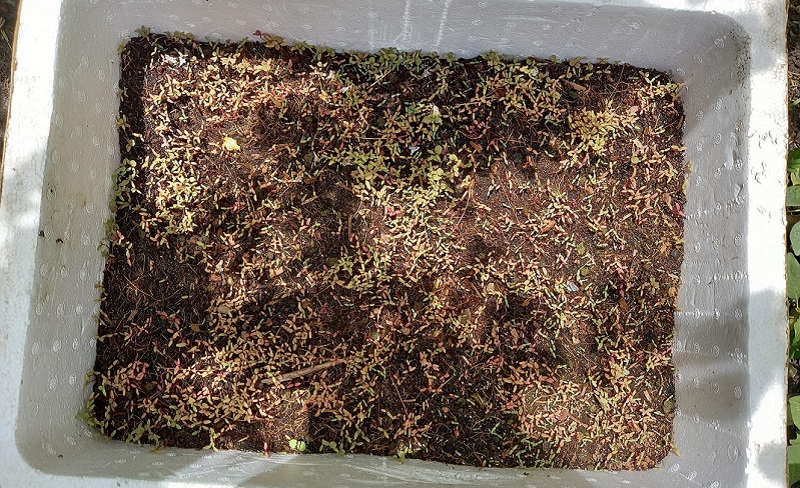 cách trồng rau dền trong thùng xốp