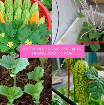 kỹ thuật trồng khổ qua