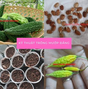 kỹ thuật trồng mướp đắng