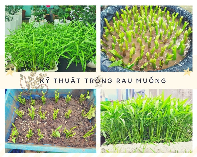 Kỹ thuật trồng rau Muống nước sạch an toàn  Nuoitrong123