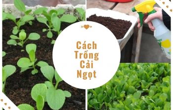 Cách Trồng Cải Ngọt