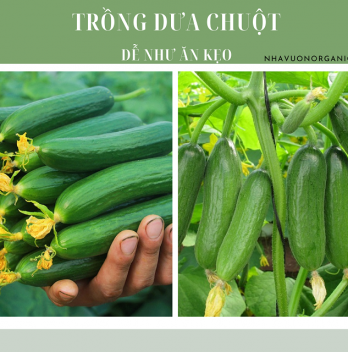 CÁCH TRỒNG DƯA CHUỘT